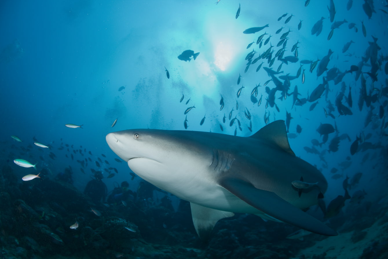 Shark and ray populations halved in just 50 years, but solutions offer hope