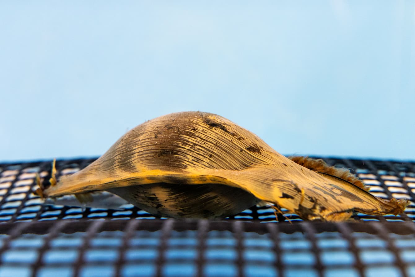 A light brown Indo-Pacific leopard shark egg.