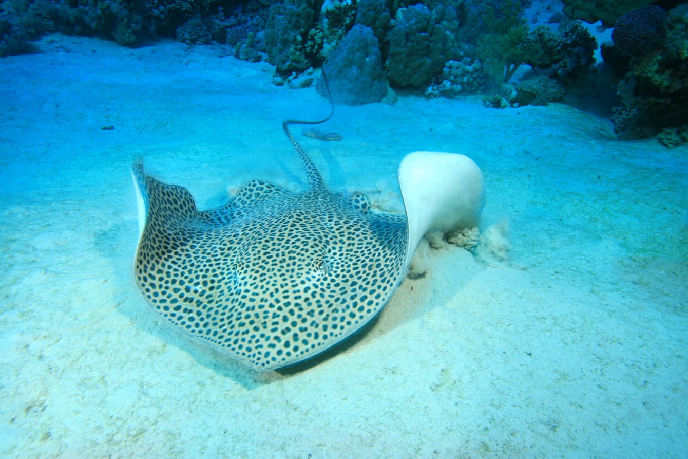 A leopard whiptail ray swimming along the bottom of The Reef habitat at the Seattle Aquarium's Ocean Pavilion.