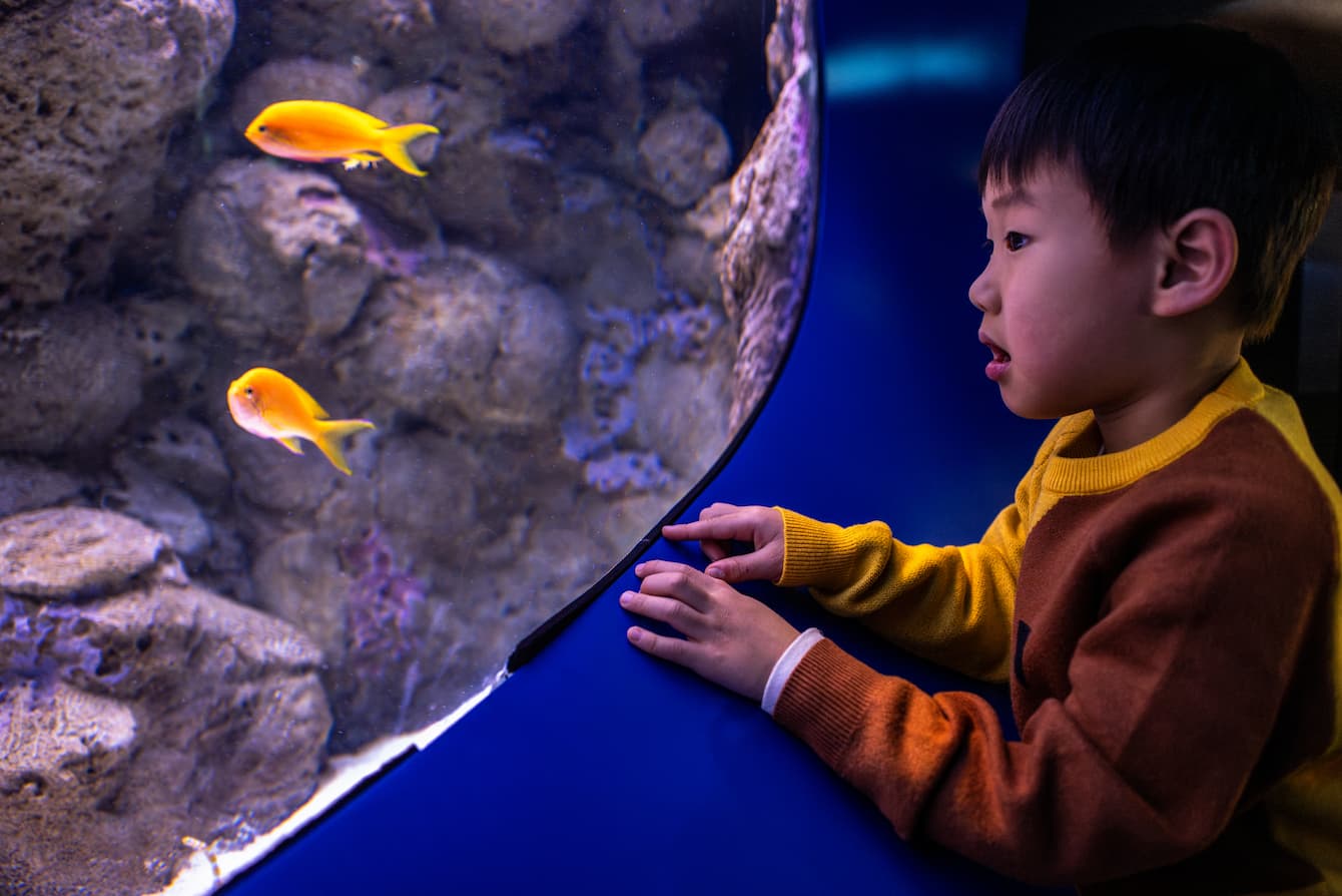 A young child looking at two yellow fish.