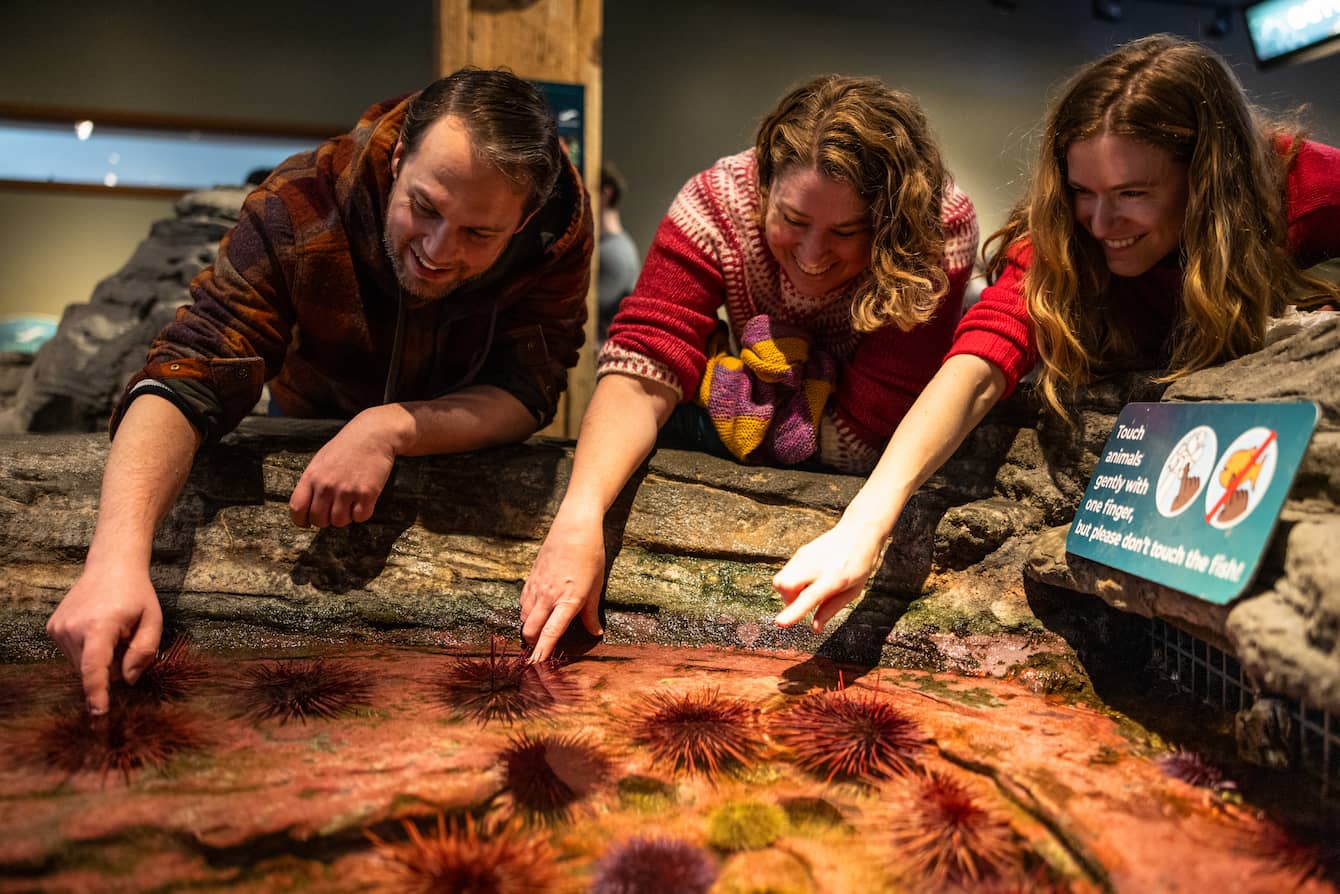 Three people smiling while interacting with animals in the touch pools.