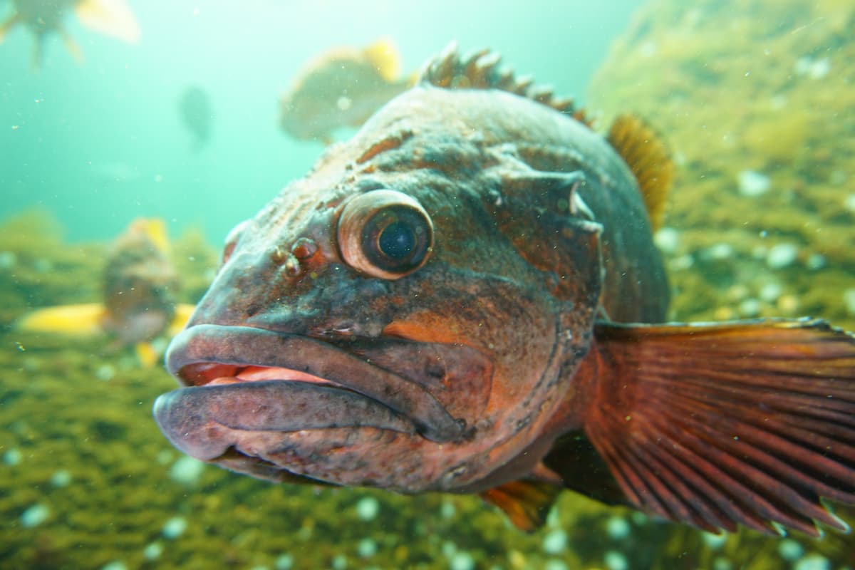 A yelloweye rockfish.