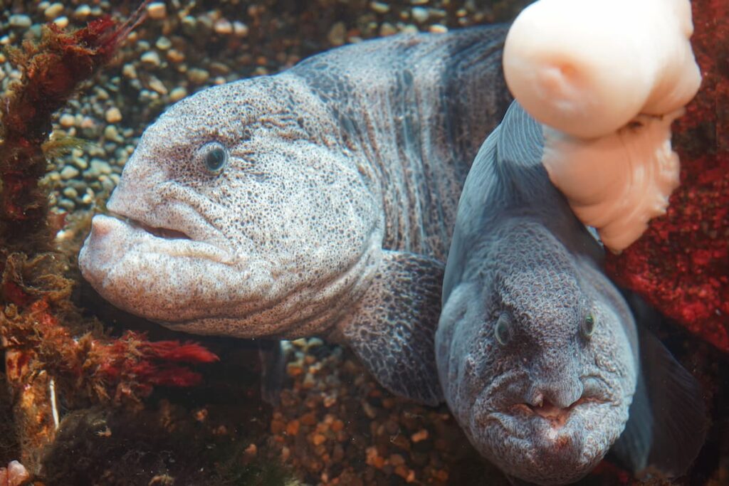 Two wolf eels peeking their heads out from a rock crevice.