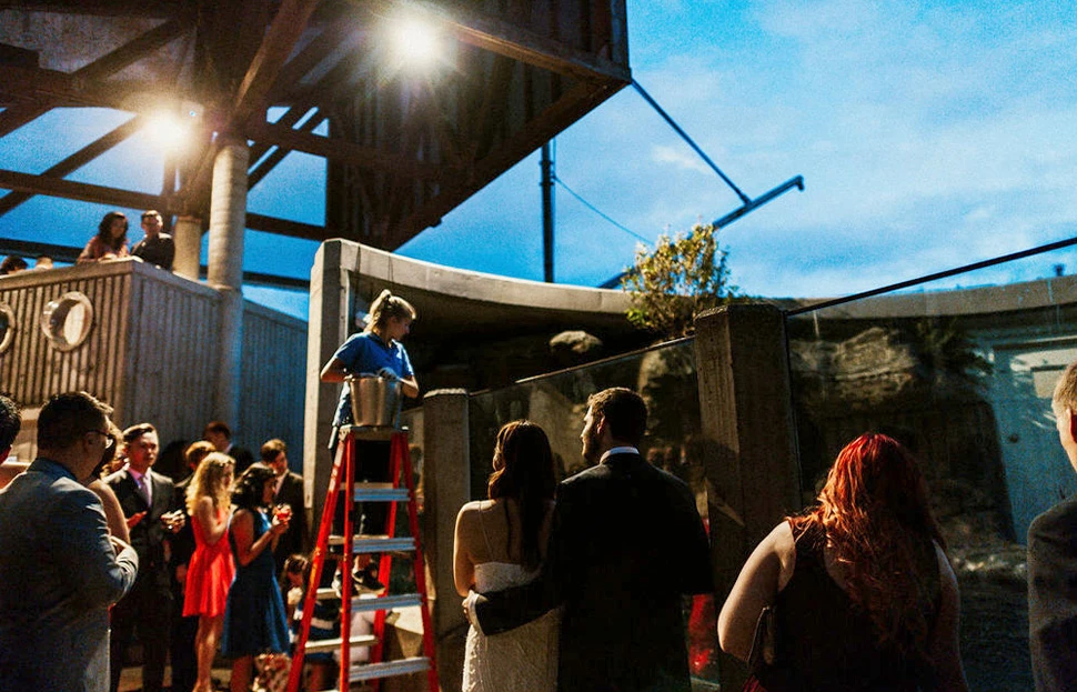 Wedding guests standing around the sea otter habitat at the Seattle Aquarium watching an Aquarium staff member, who is standing on a ladder with a large metal bucket, conduct a sea otter feed.