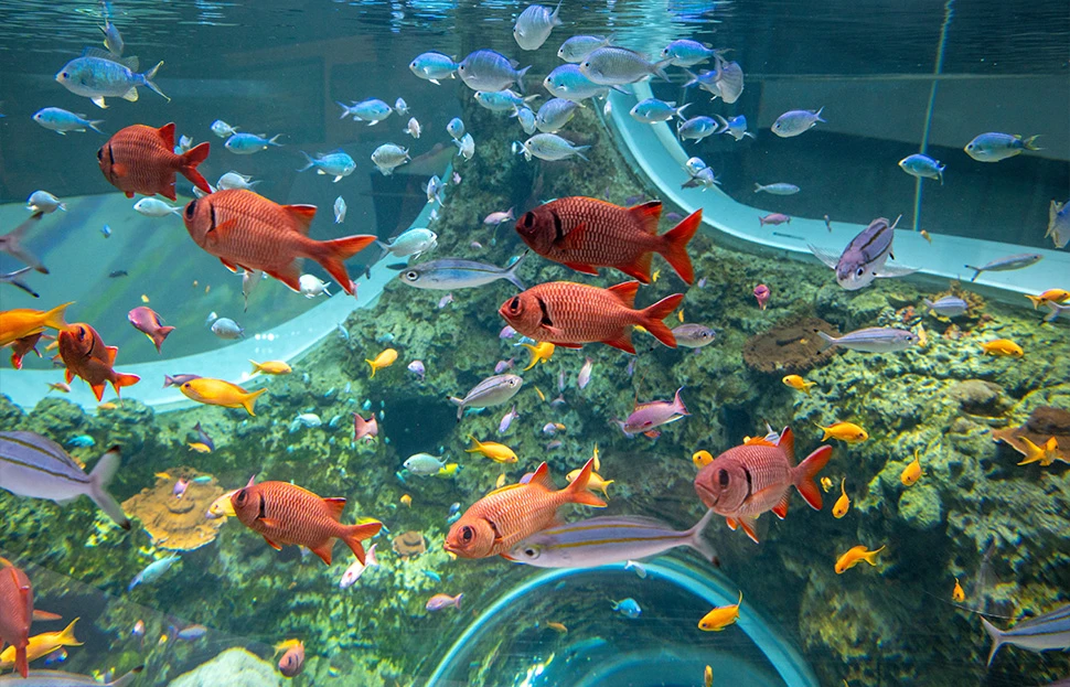 Colorful tropical fish swimming inside an underwater habitat in the Seattle Aquarium's Ocean Pavilion building.