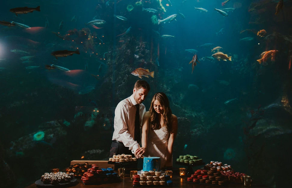 A pride and groom cutting a wedding cake while standing in front of the Window on Washington Waters habitat at the Seattle Aquarium. The cake is placed on a table with additional desserts on plates surrounding the cake. Fish swim about through the underwater habitat behind the bride and groom.