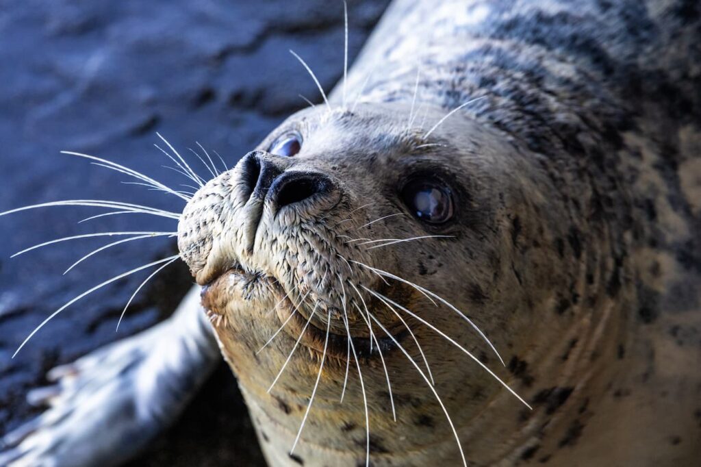 Harbor seal Barney looking up and smiling.