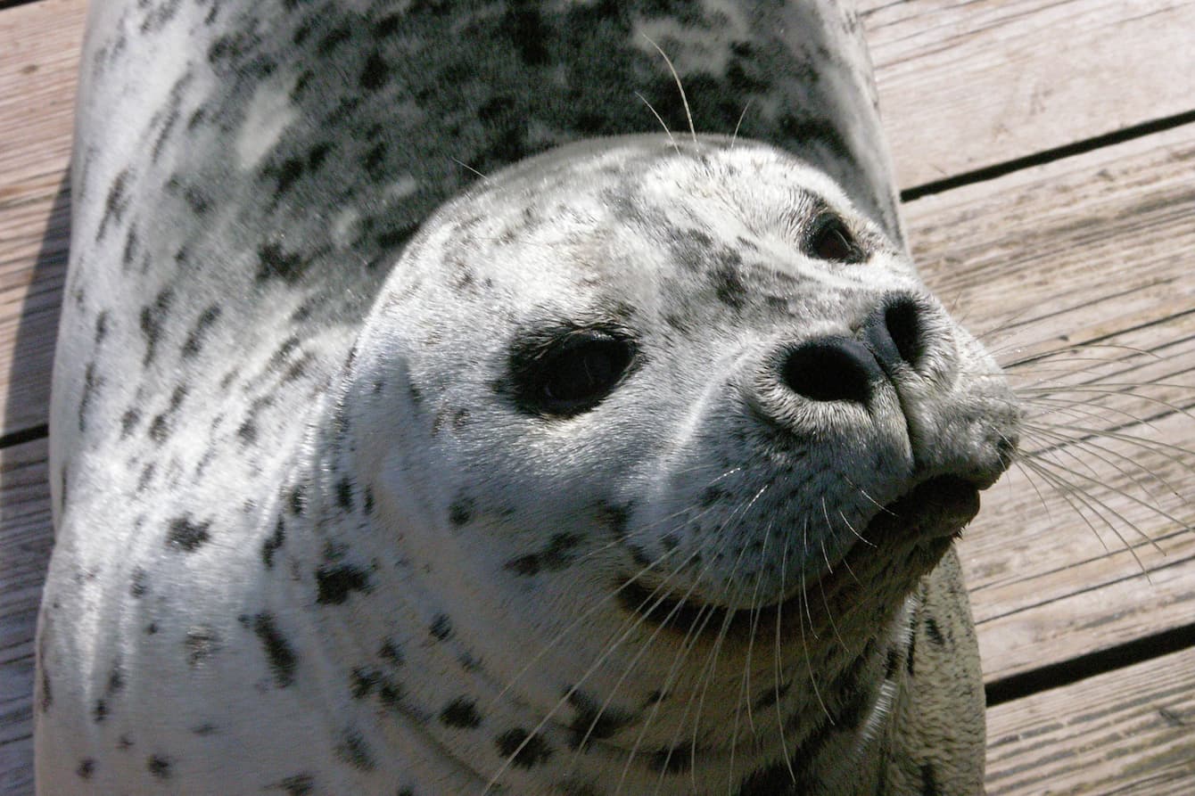 Harbor seal Barney laying in the sun.